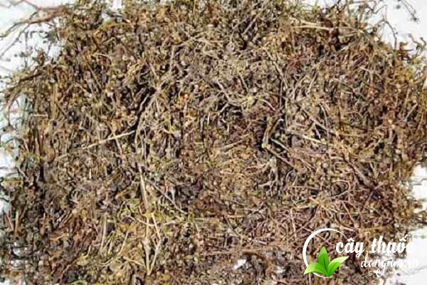 Lưu ý chọn địa chỉ mua dược liệu uy tín để tránh mua phải hàng kém chất lượng.